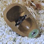 SCHH 1003 Schalhalter Hexe 3