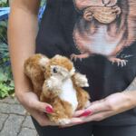 134420 Schwarzwald-Eichhörnle "Puschl"