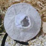 FLB1000 Flaschenbollenhut Schwarzwald rot